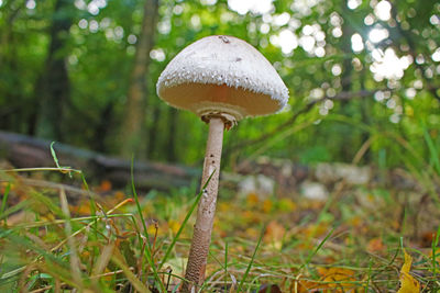 Close-up of mushroom growing on field