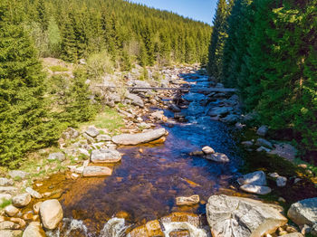 Scenic view of river amidst trees in forest. izera river in mountains of poland and czech republic.