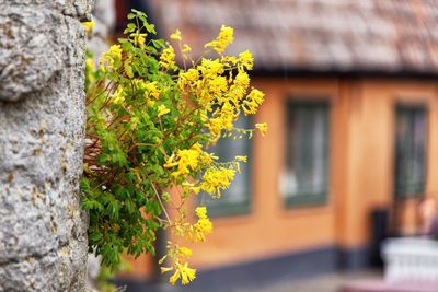 Close-up of yellow flowering plant against building