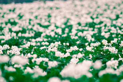 Close-up of white flowers blooming in field