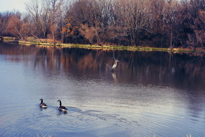 Ducks swimming in lake