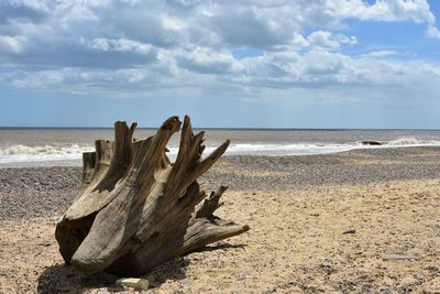 Driftwood on beach against sky