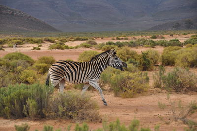 Zebra standing on landscape