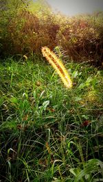 Plant growing on grassy field