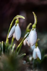 Close-up of wet purple flowering plant