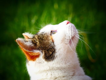 Close-up of cat