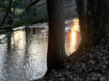 Sunlight streaming through trees in forest