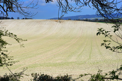 Scenic view of field against clear sky