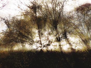 Low angle view of trees in forest