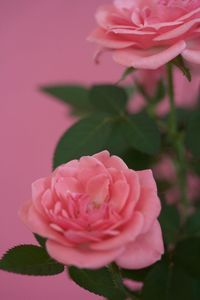 Close-up of pink rose blooming outdoors