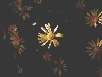 Close-up of yellow flowers blooming against black background