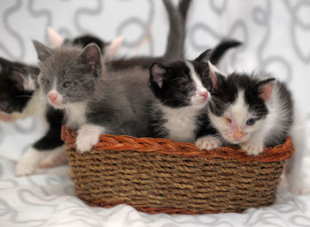 Close-up of cats relaxing in basket