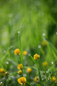 Close-up of yellow flowering plants on field