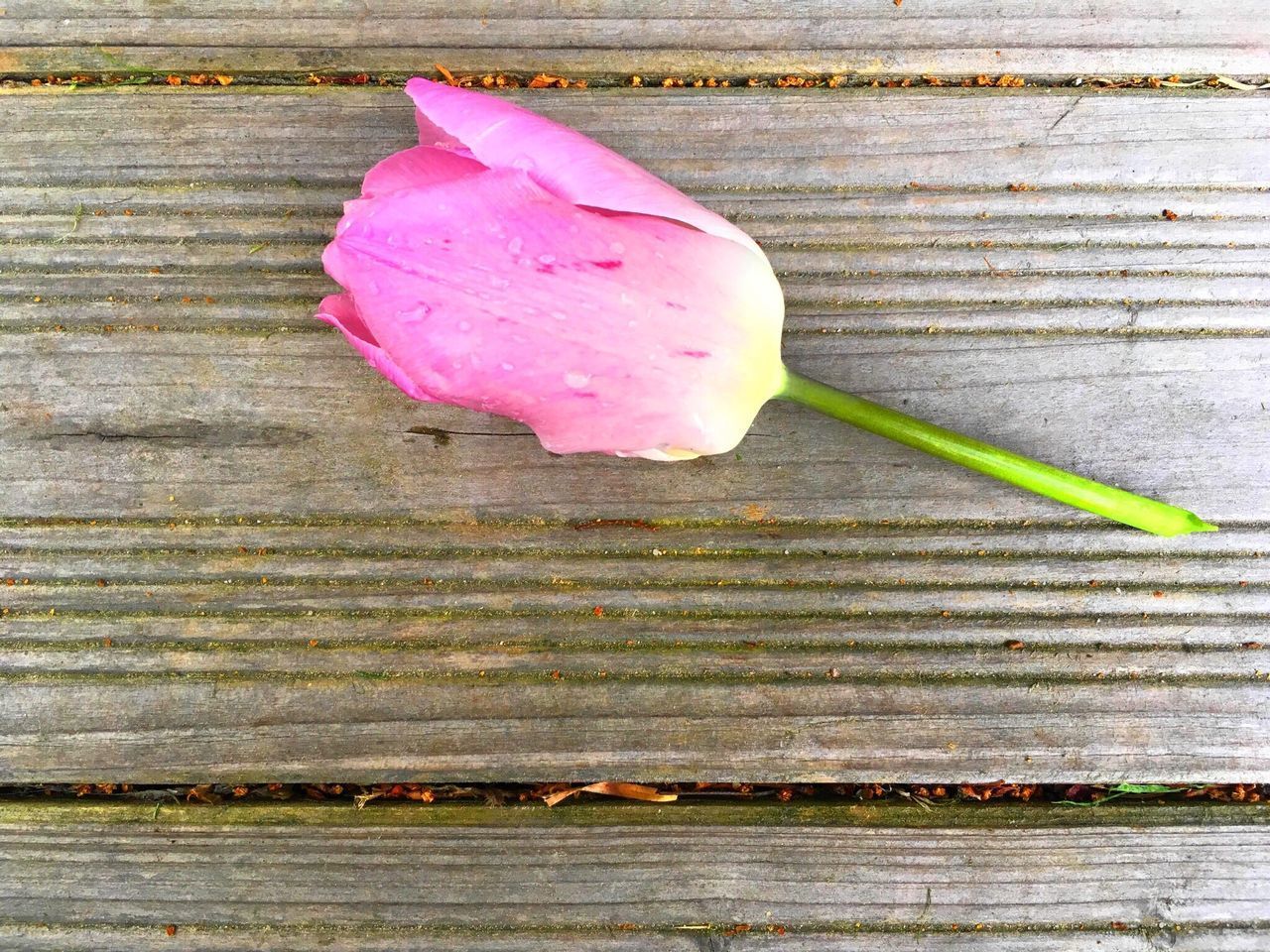 CLOSE-UP OF PINK ICE CREAM ON WOOD