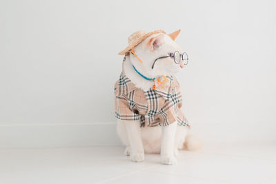 White cat with toy against wall