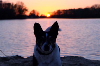 Close-up of dog by lake against sky during sunset