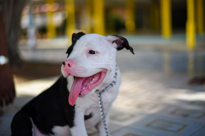 View of a dog looking away