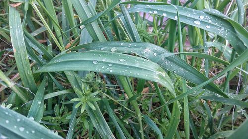 Close-up of wet grass in rainy season