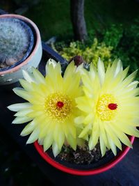 Close-up of yellow flowers blooming in potted plant