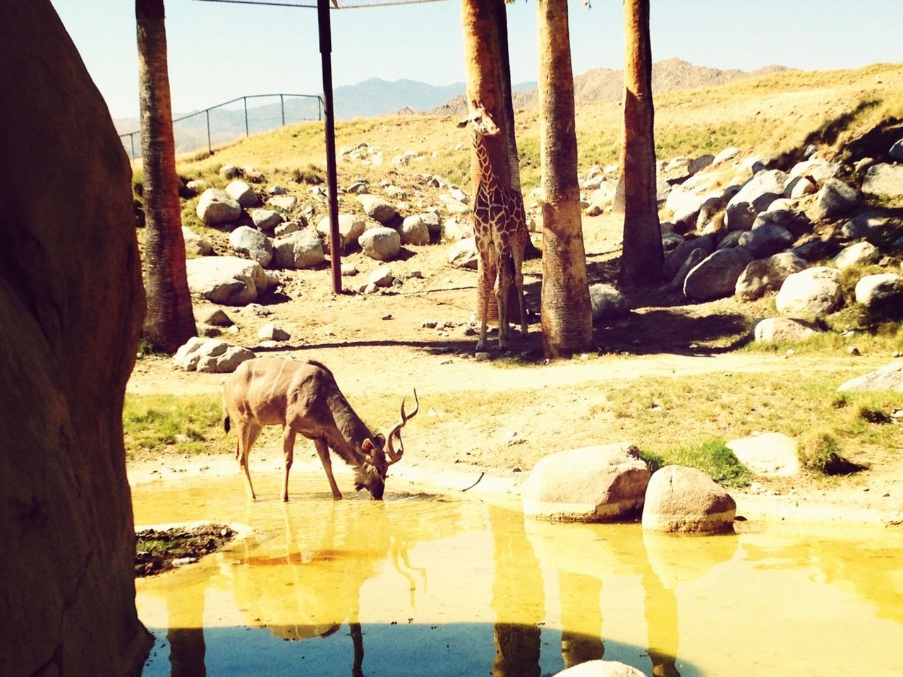 animal themes, mammal, domestic animals, animals in the wild, wildlife, livestock, nature, sunlight, sand, beach, clear sky, day, two animals, landscape, three animals, one animal, herbivorous, zoology, standing