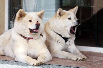 Close-up of a dog