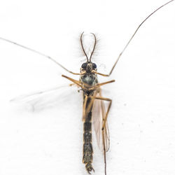 Close-up of insect on white wall