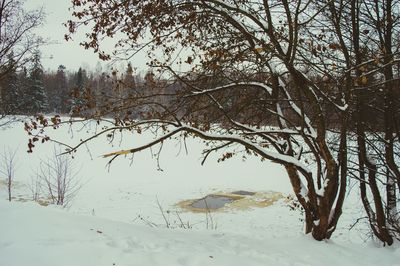 Bare trees on snow covered landscape