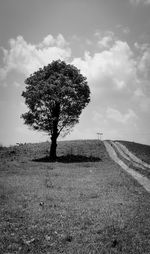 Tree on field against sky