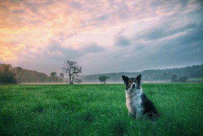 Horse on grassy field against cloudy sky