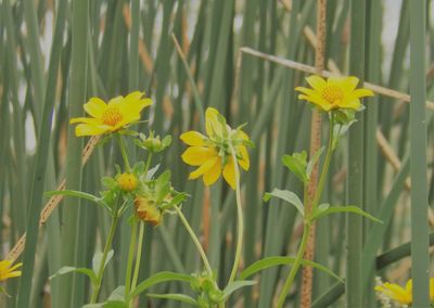 Close-up of yellow flowers blooming on field