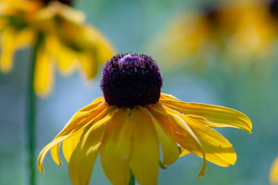 Close-up of honey bee pollinating on yellow flower