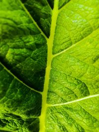 Full frame shot of green leaves