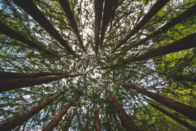 Low angle view of trees in forest