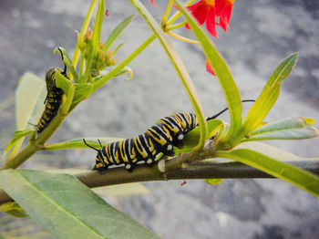 Close-up of insect on leaf