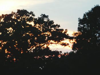 Trees at sunset