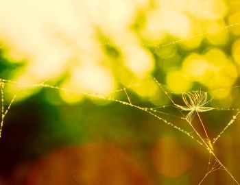 Close-up of spider on web