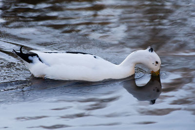 Swan swimming in lake