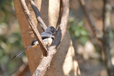 Close-up of a bird on tree trunk