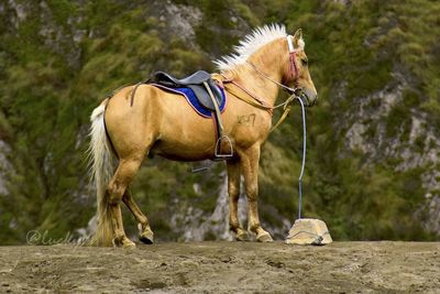 Side view of a horse on land