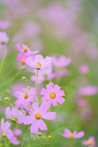 Close-up of pink cosmos flowers