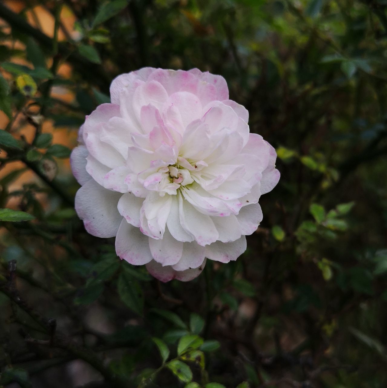 CLOSE-UP OF PINK ROSE PLANT