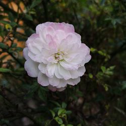 Close-up of pink rose flower
