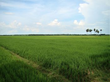 Scenic view of agricultural field against sky