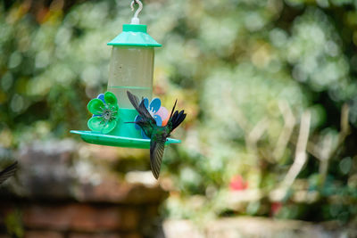 Close-up of bird perching on feeder