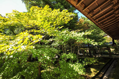 Trees and plants growing by bridge