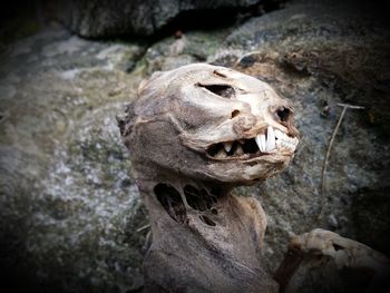 Close-up of animal skull on rock