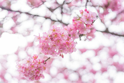 Close-up of pink cherry blossom