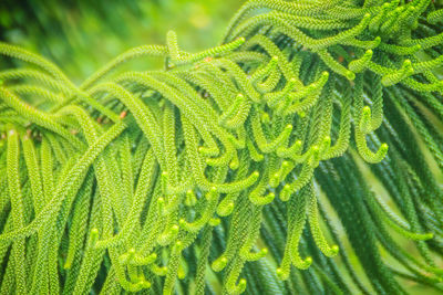 Full frame shot of fern leaves