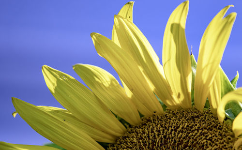 Close-up of sunflower, helianthus, petals against a blue sky background.