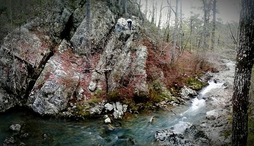 Scenic view of waterfall in forest